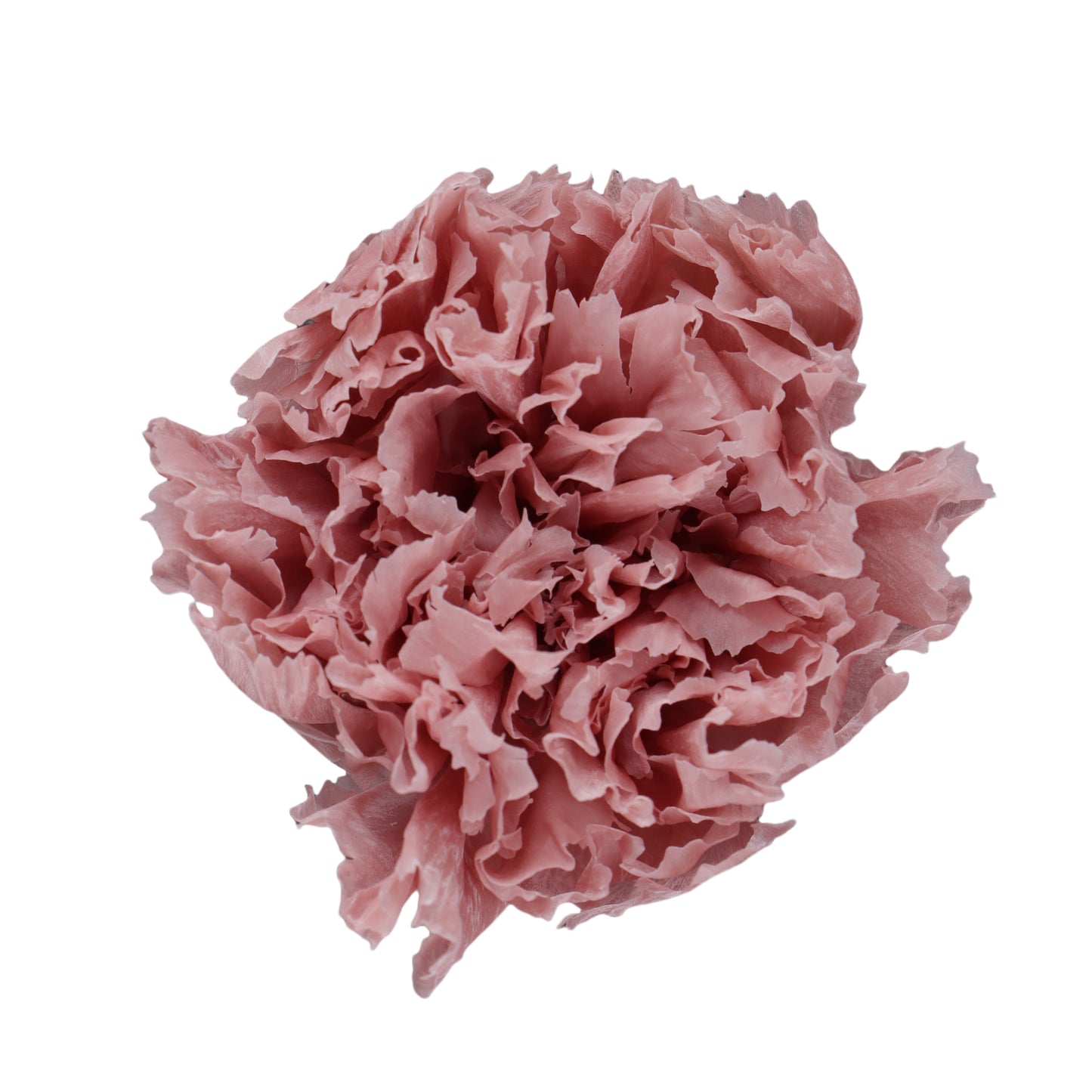 Carnation