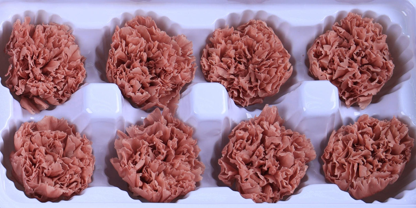 Carnation