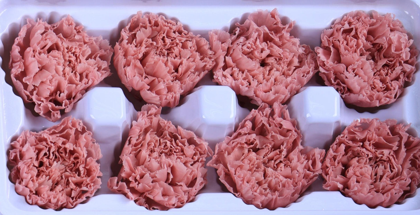 Carnation