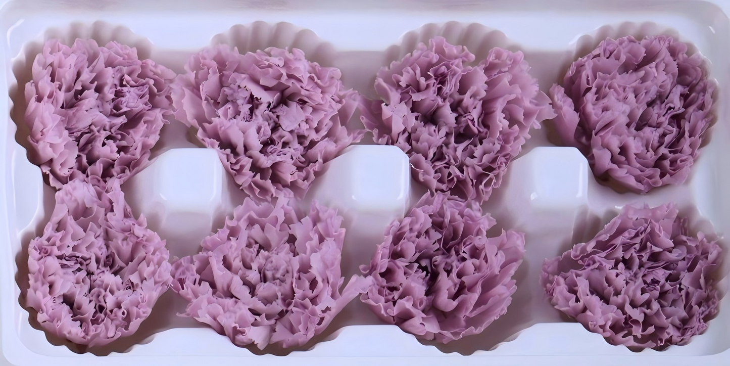 Carnation