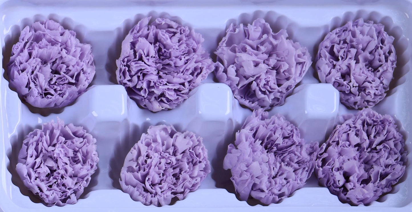 Carnation