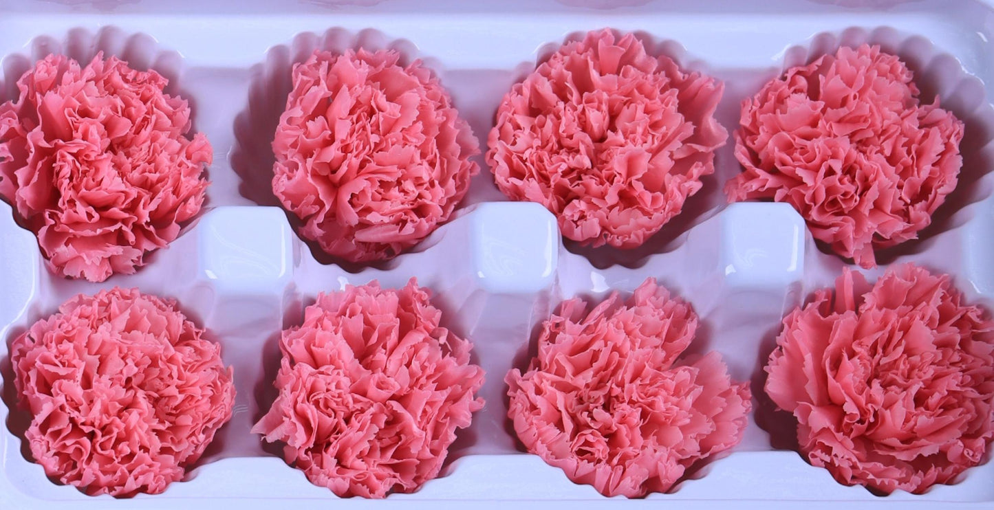 Carnation