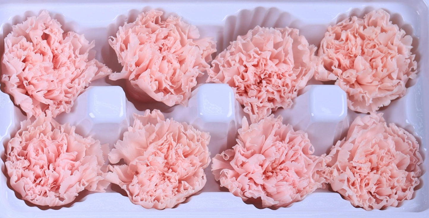Carnation