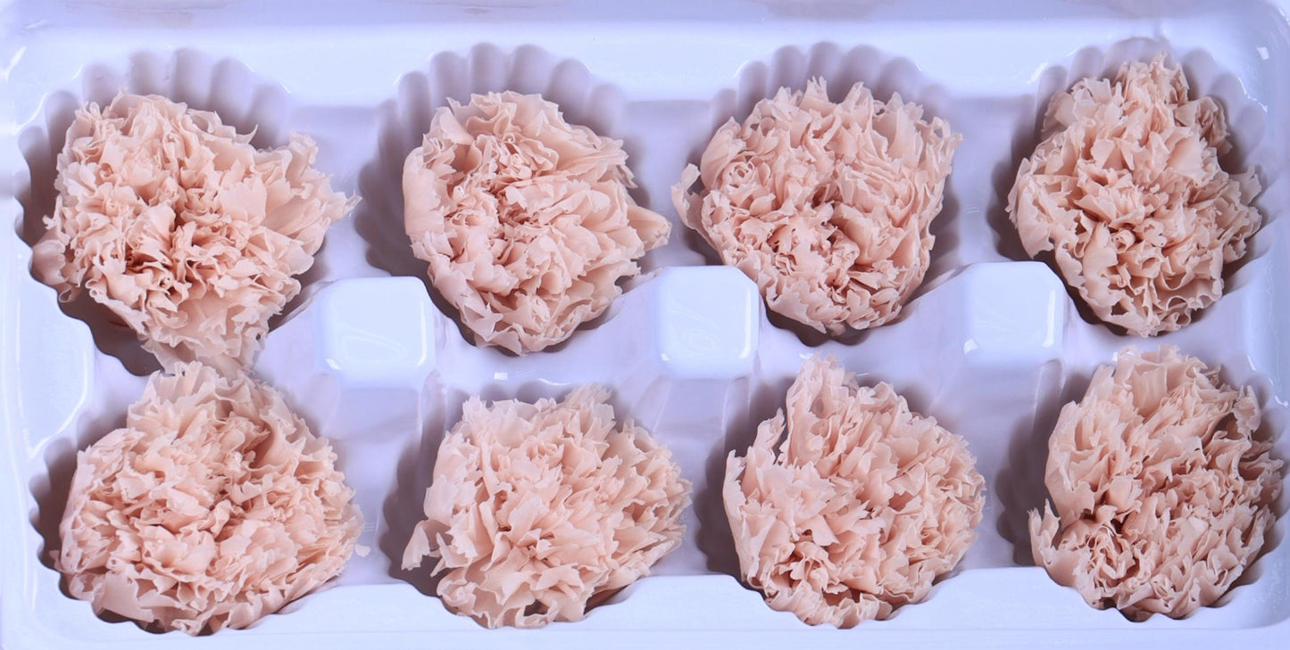 Carnation
