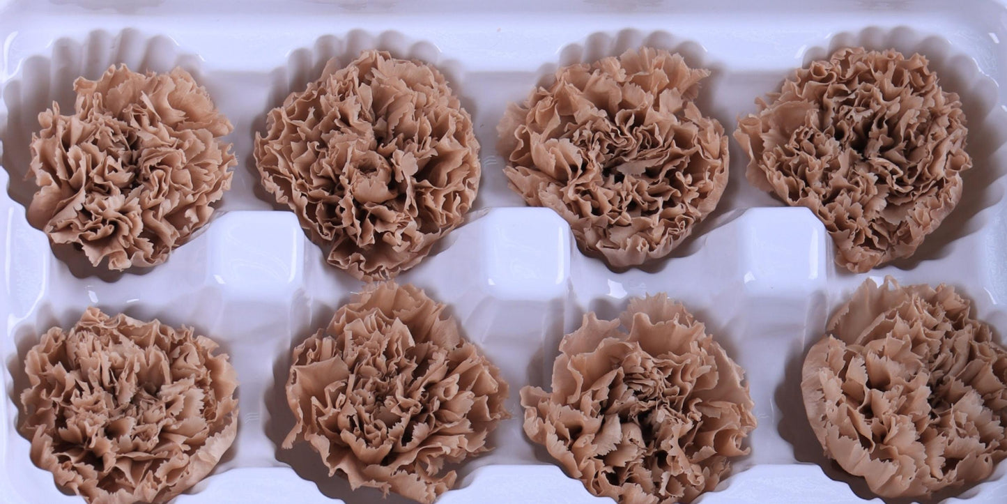Carnation