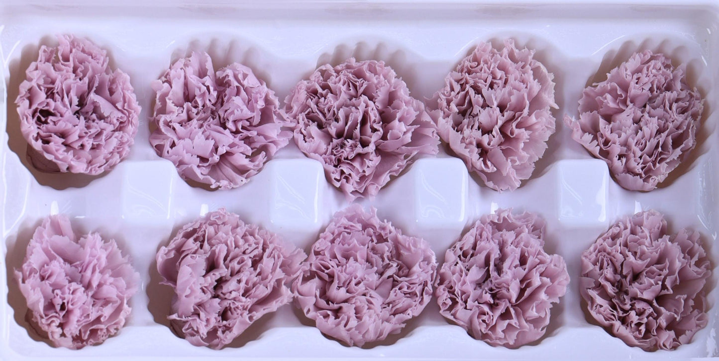 Carnation