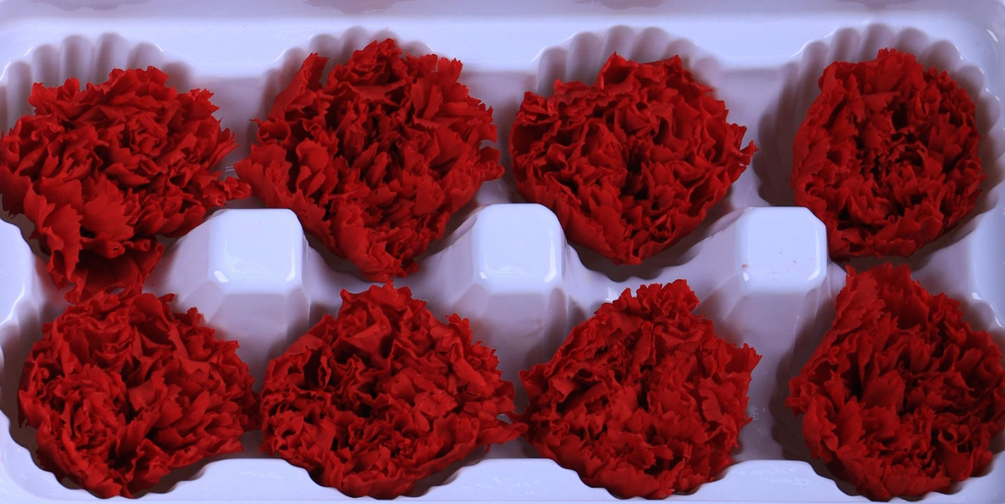 Carnation