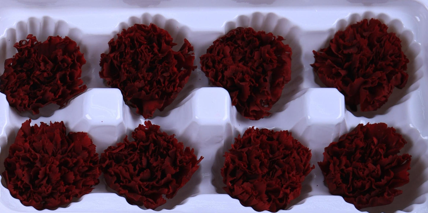 Carnation