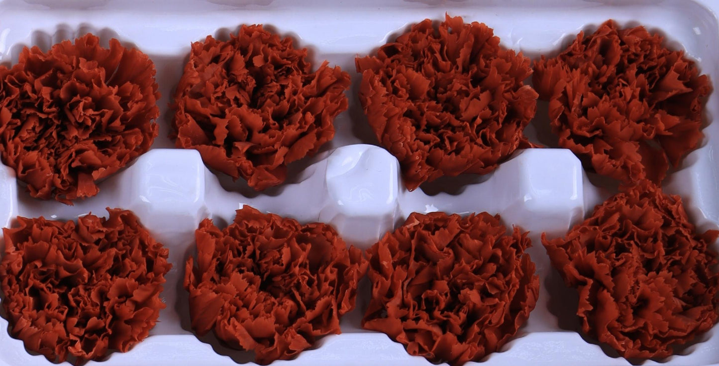 Carnation