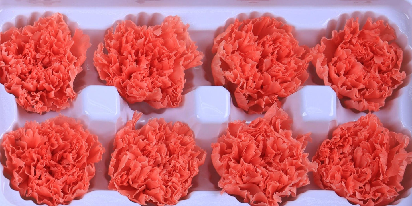 Carnation