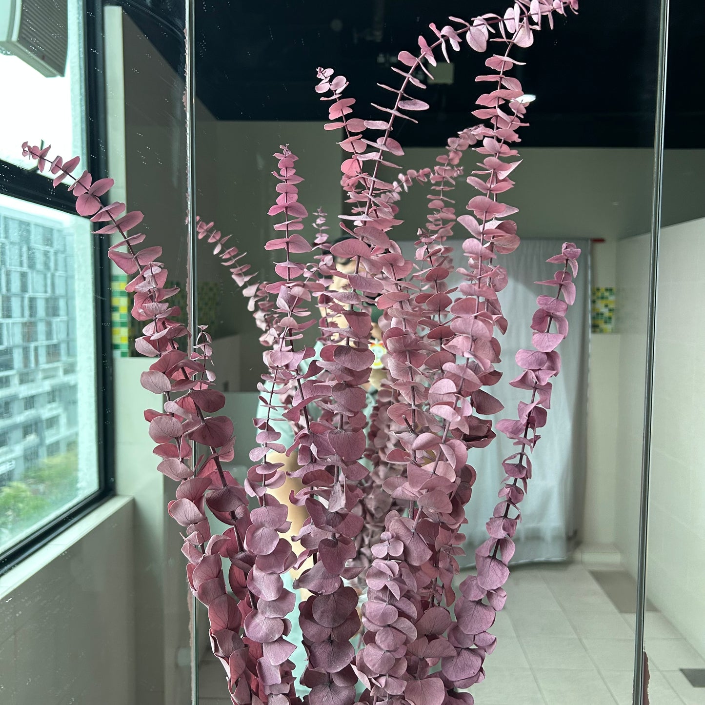 Eucalyptus leaves