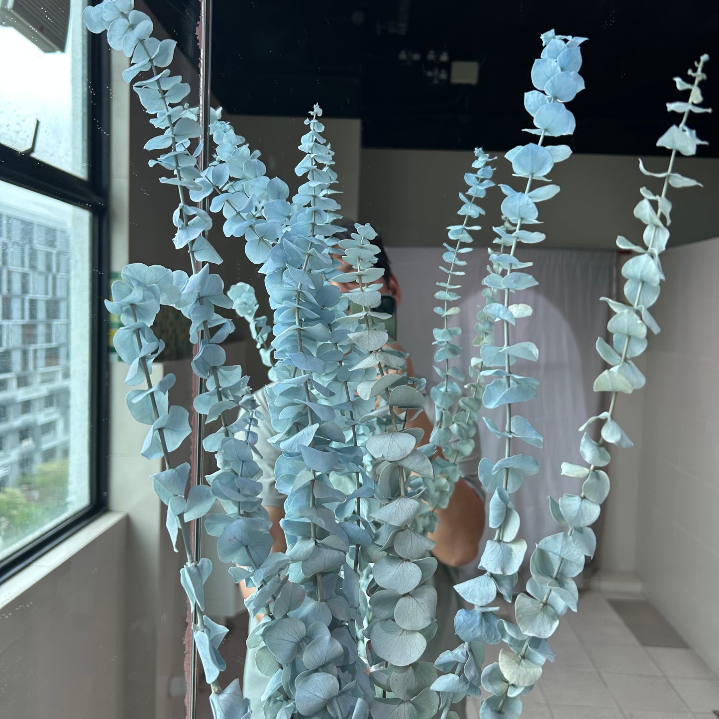 Eucalyptus leaves
