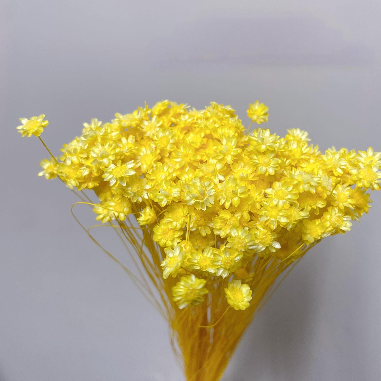 Brazilian mini daisy small star flower