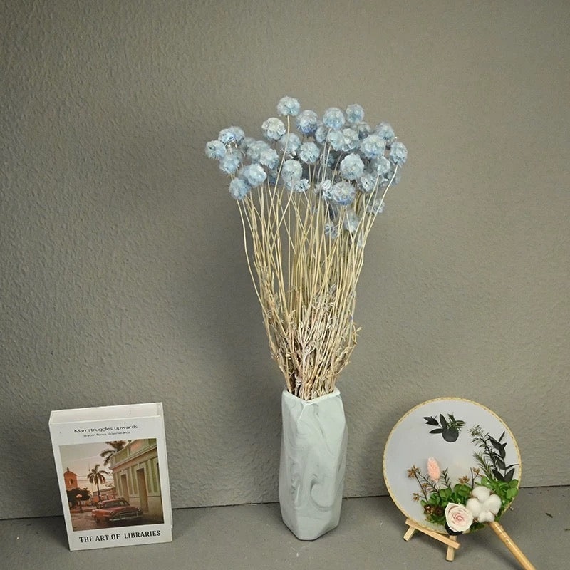 Scabiosa Pods-