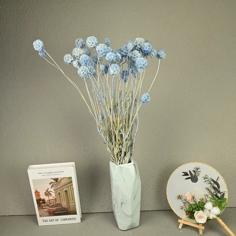 Scabiosa Pods-