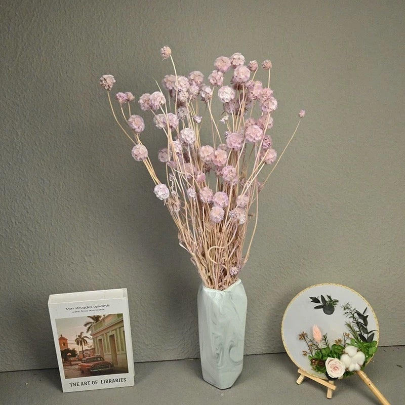 Scabiosa Pods-