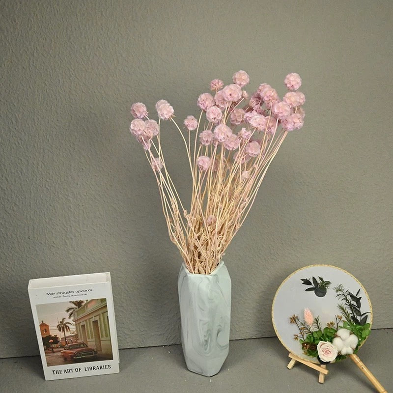 Scabiosa Pods-