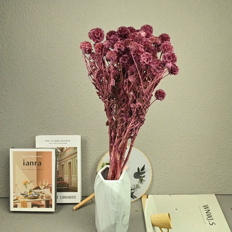 Scabiosa Pods-