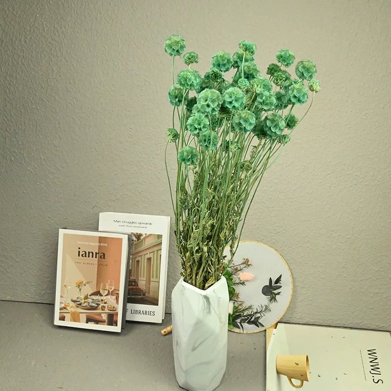 Scabiosa Pods-