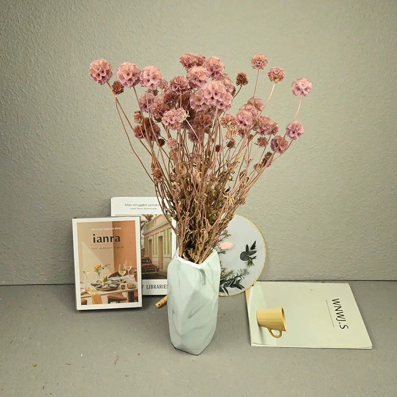 Scabiosa Pods-