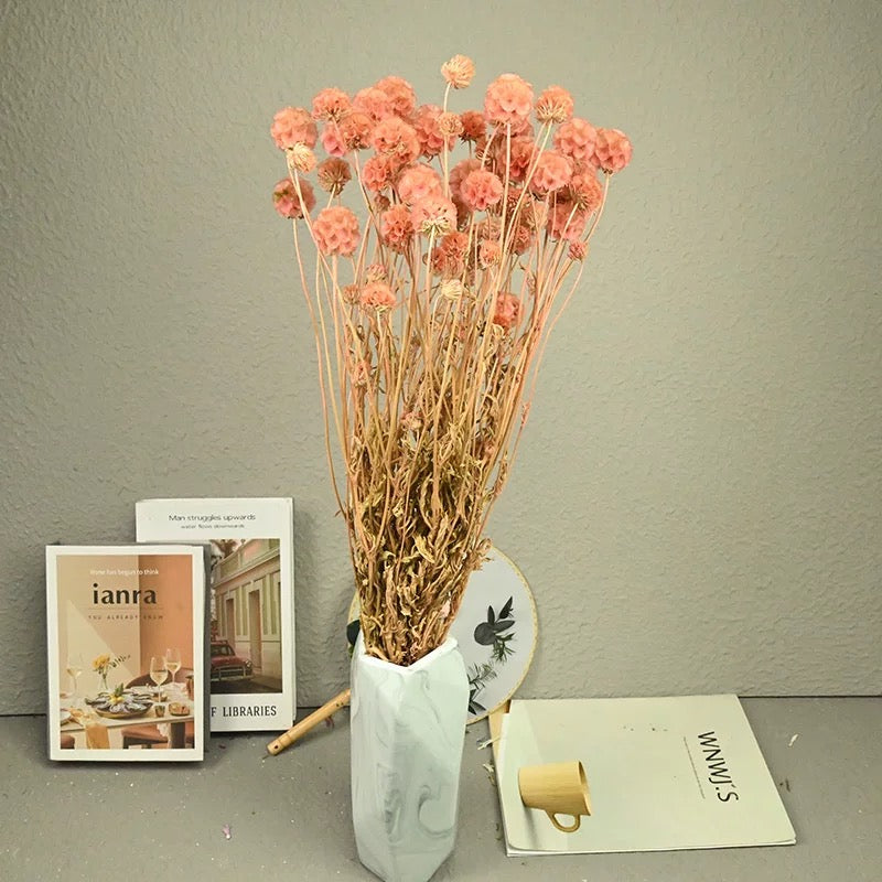 Scabiosa Pods-