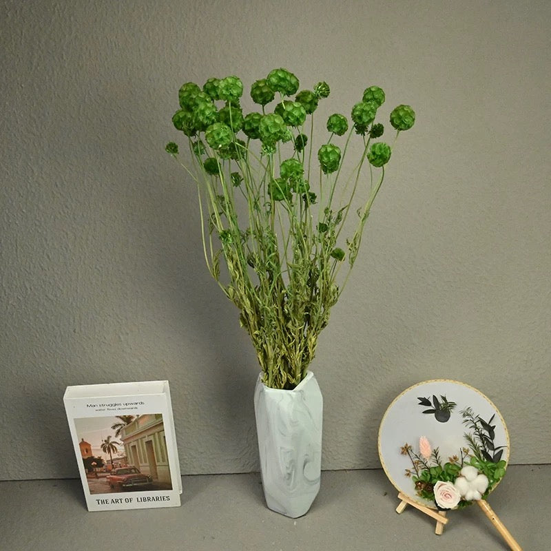 Scabiosa Pods-
