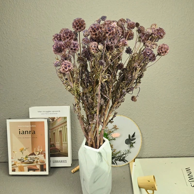 Scabiosa Pods-