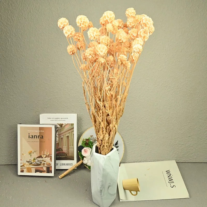 Scabiosa Pods-