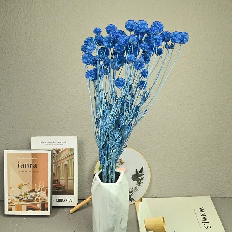 Scabiosa Pods-