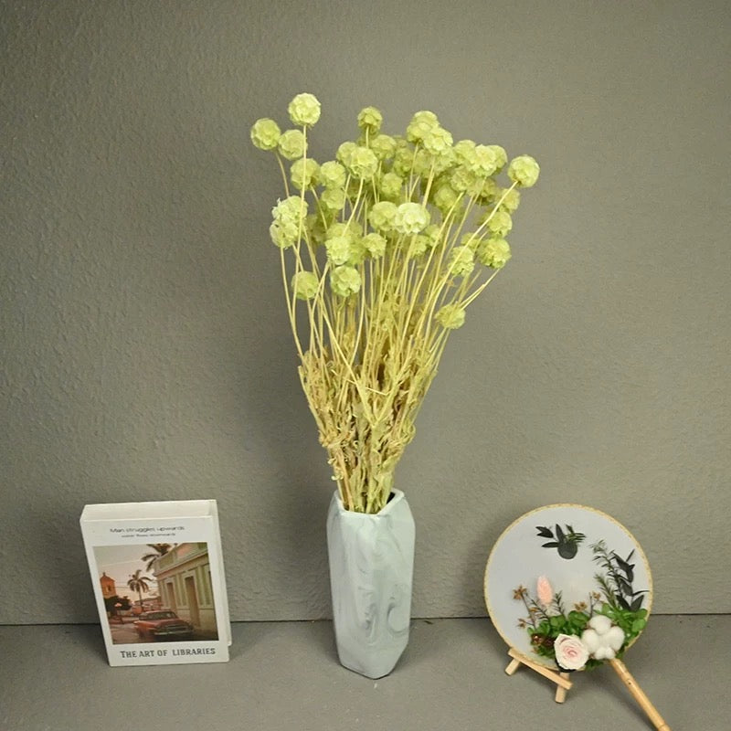 Scabiosa Pods-
