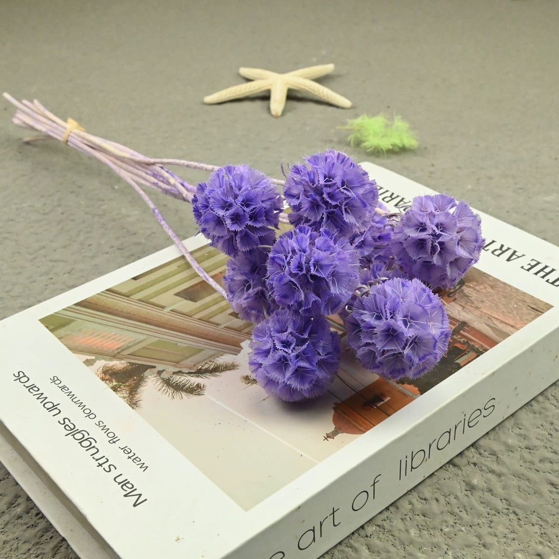 Scabiosa Pods