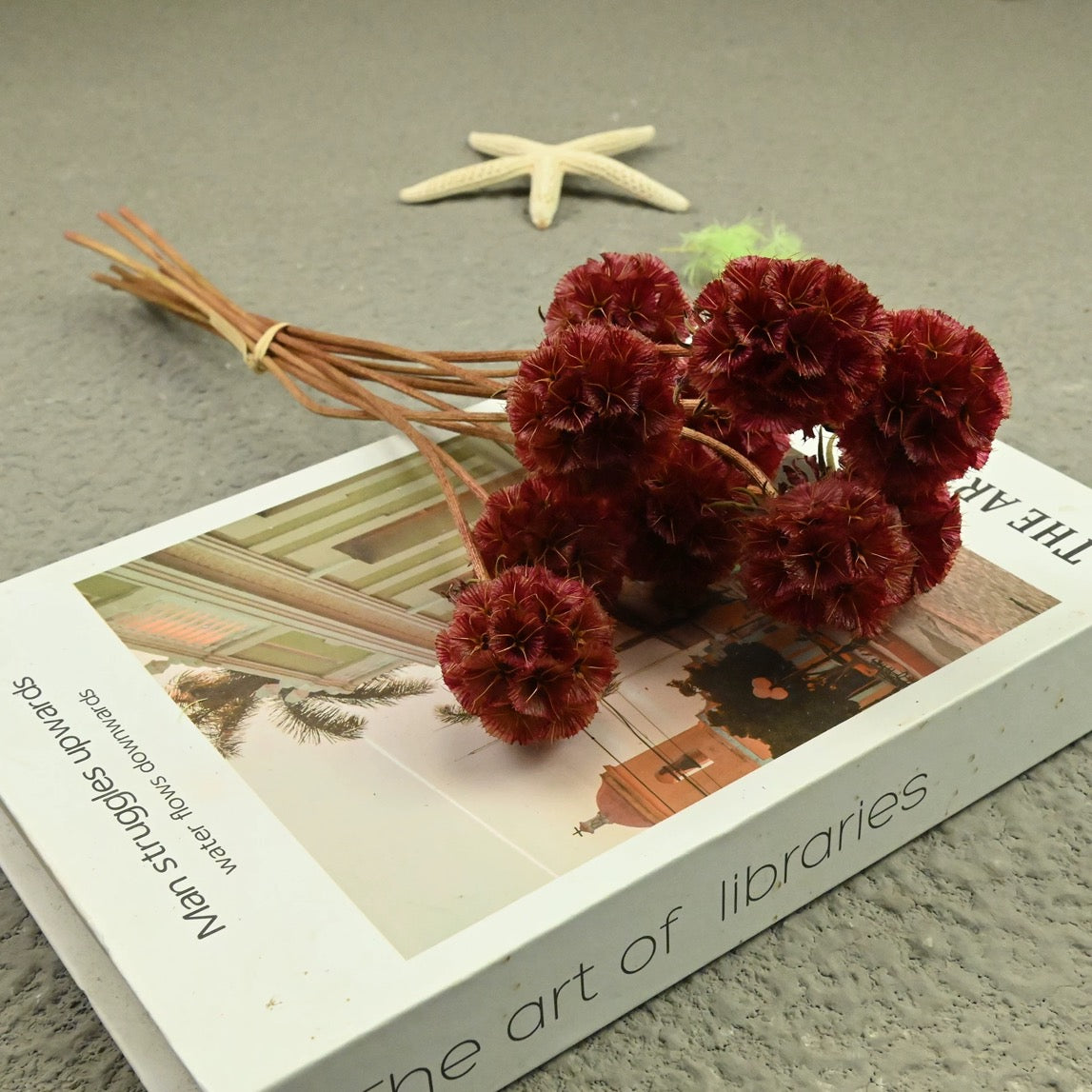 Scabiosa Pods
