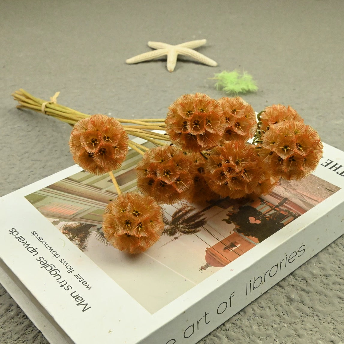 Scabiosa Pods