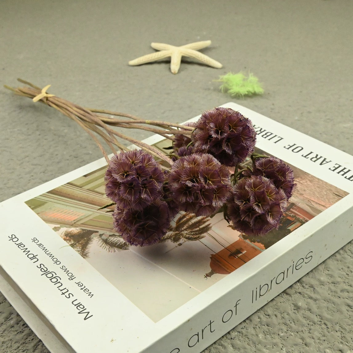 Scabiosa Pods