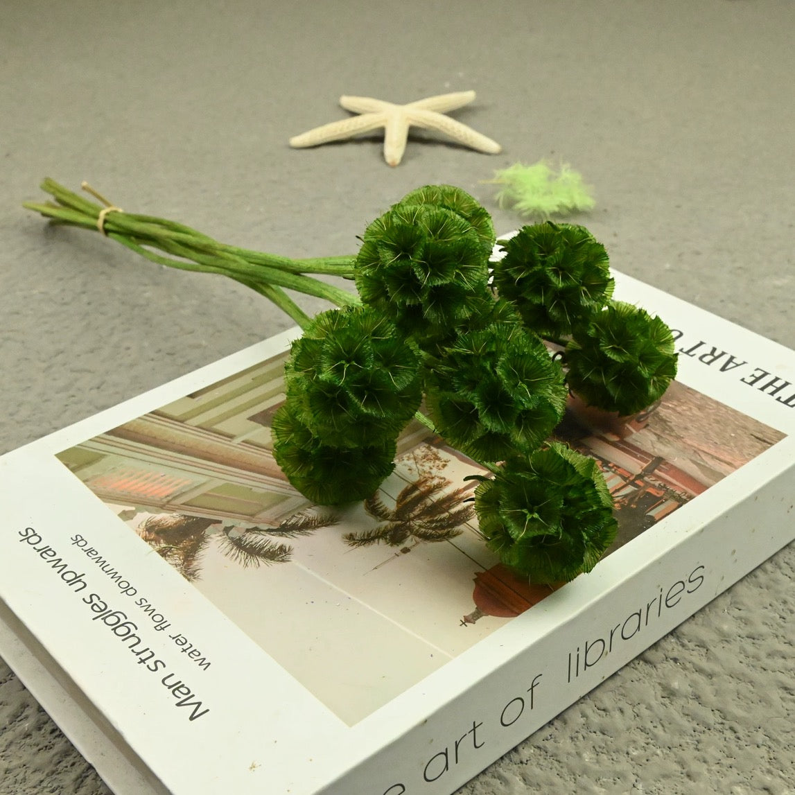 Scabiosa Pods