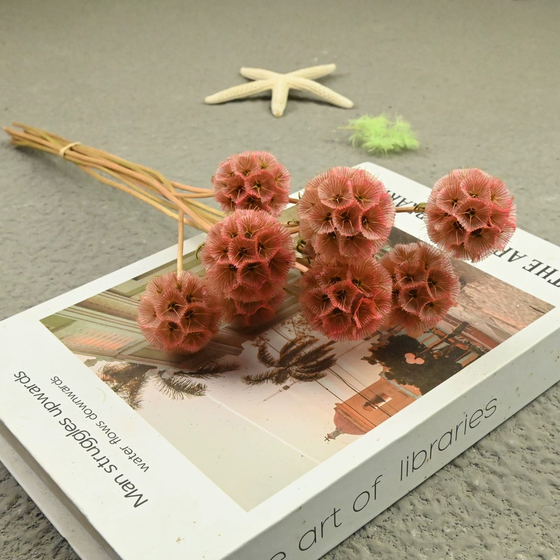 Scabiosa Pods