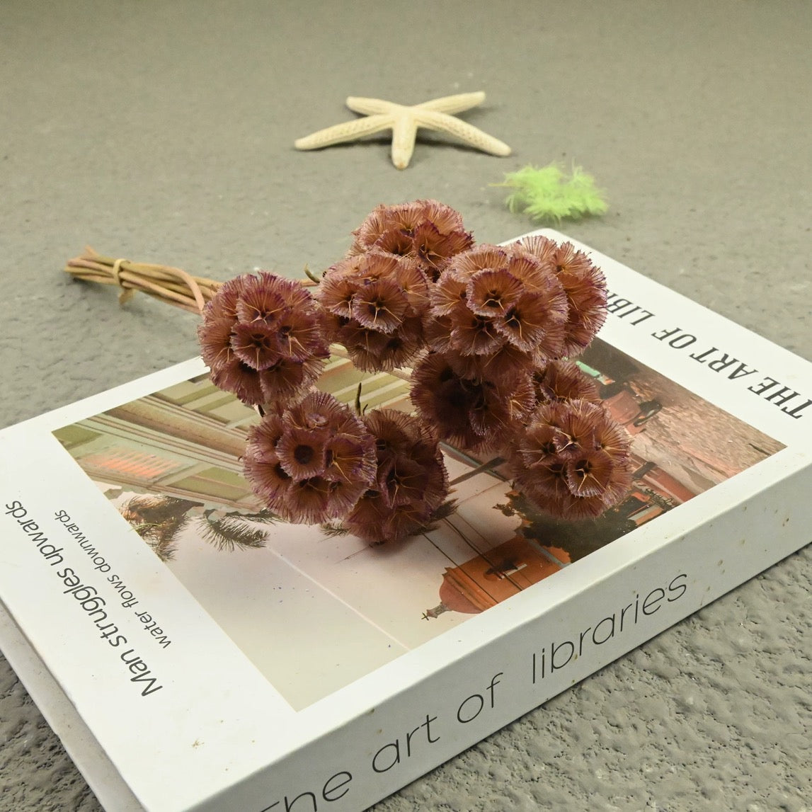 Scabiosa Pods