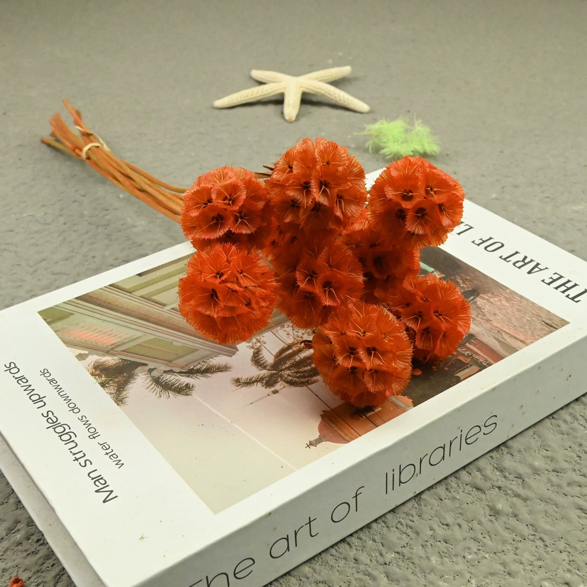 Scabiosa Pods