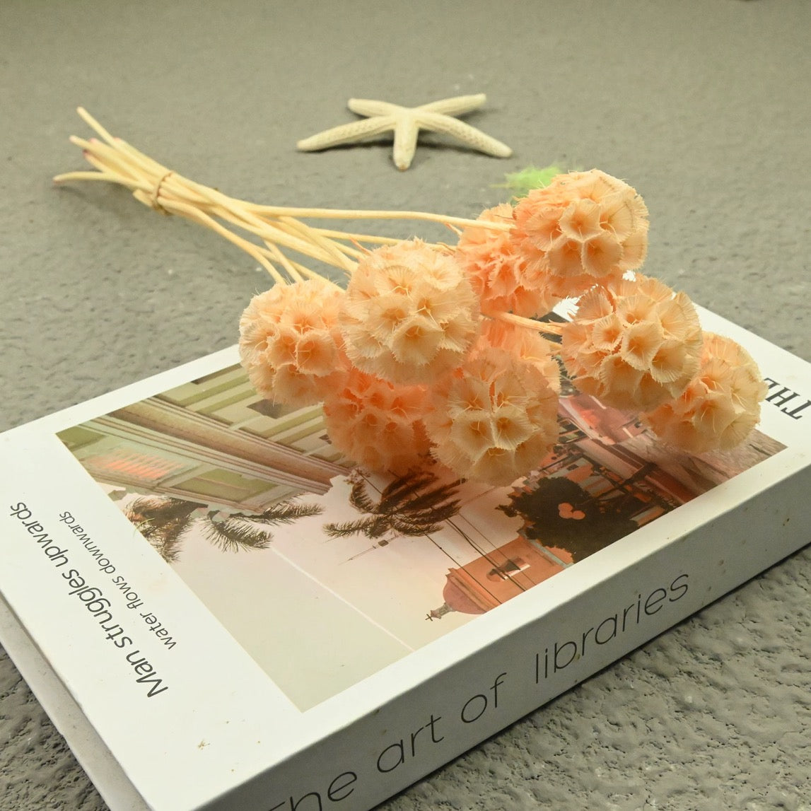 Scabiosa Pods