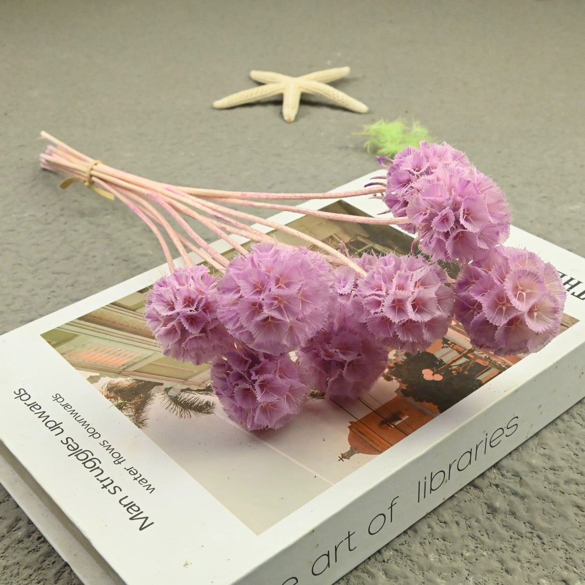 Scabiosa Pods