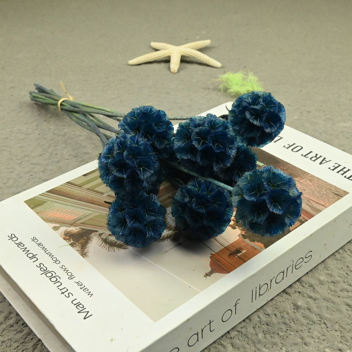 Scabiosa Pods