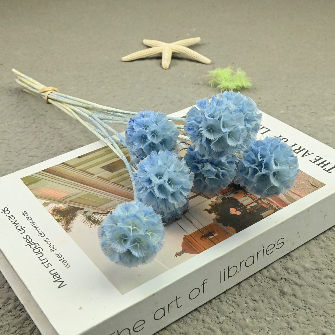 Scabiosa Pods