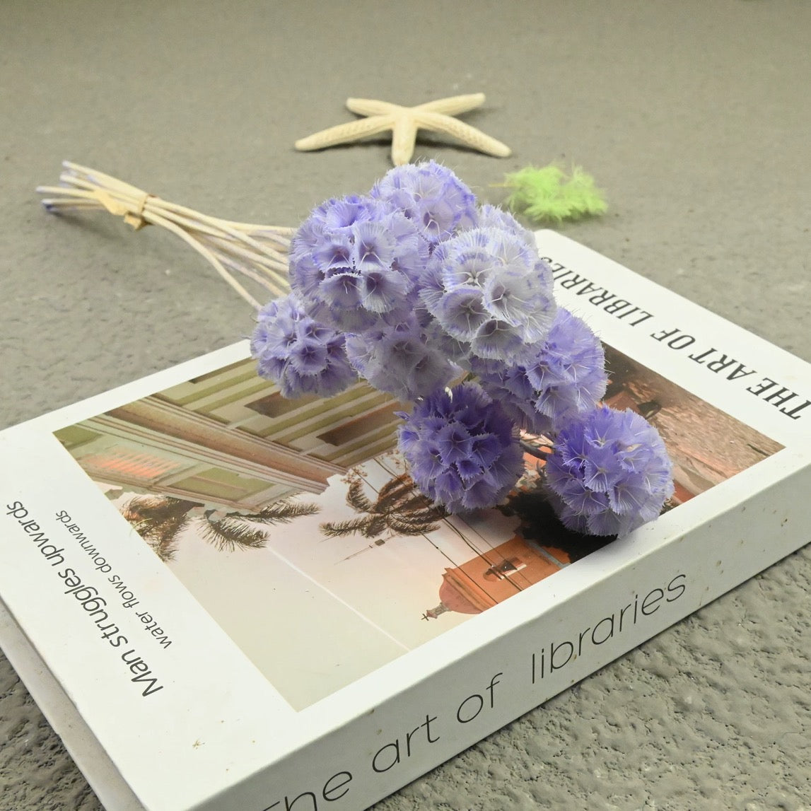 Scabiosa Pods