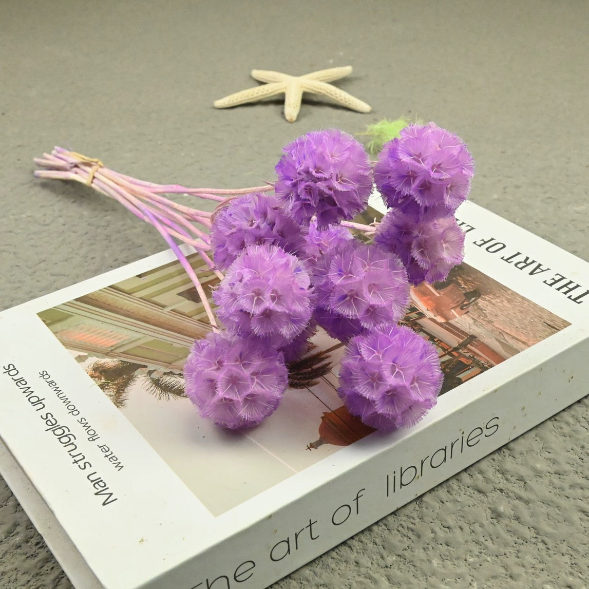 Scabiosa Pods