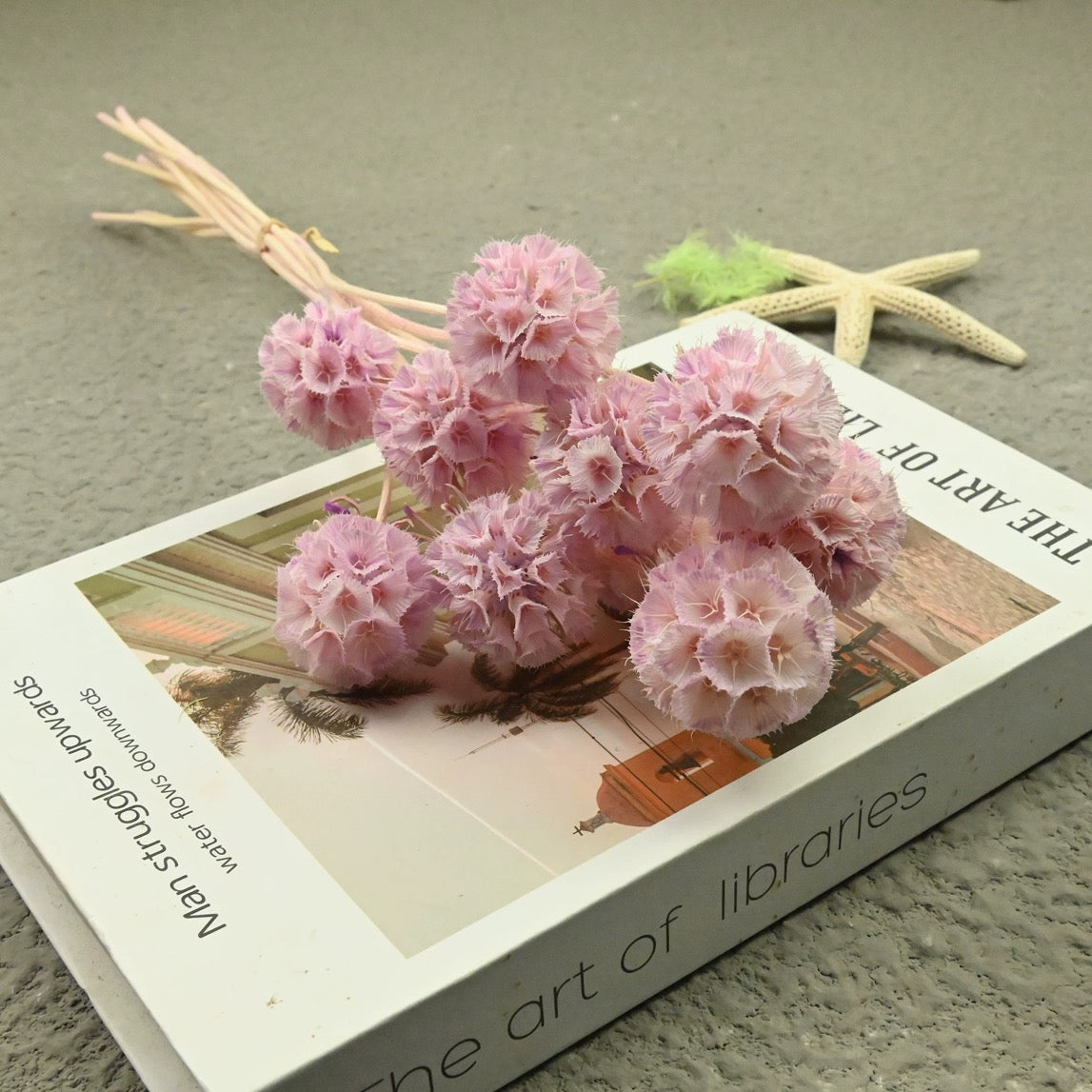 Scabiosa Pods