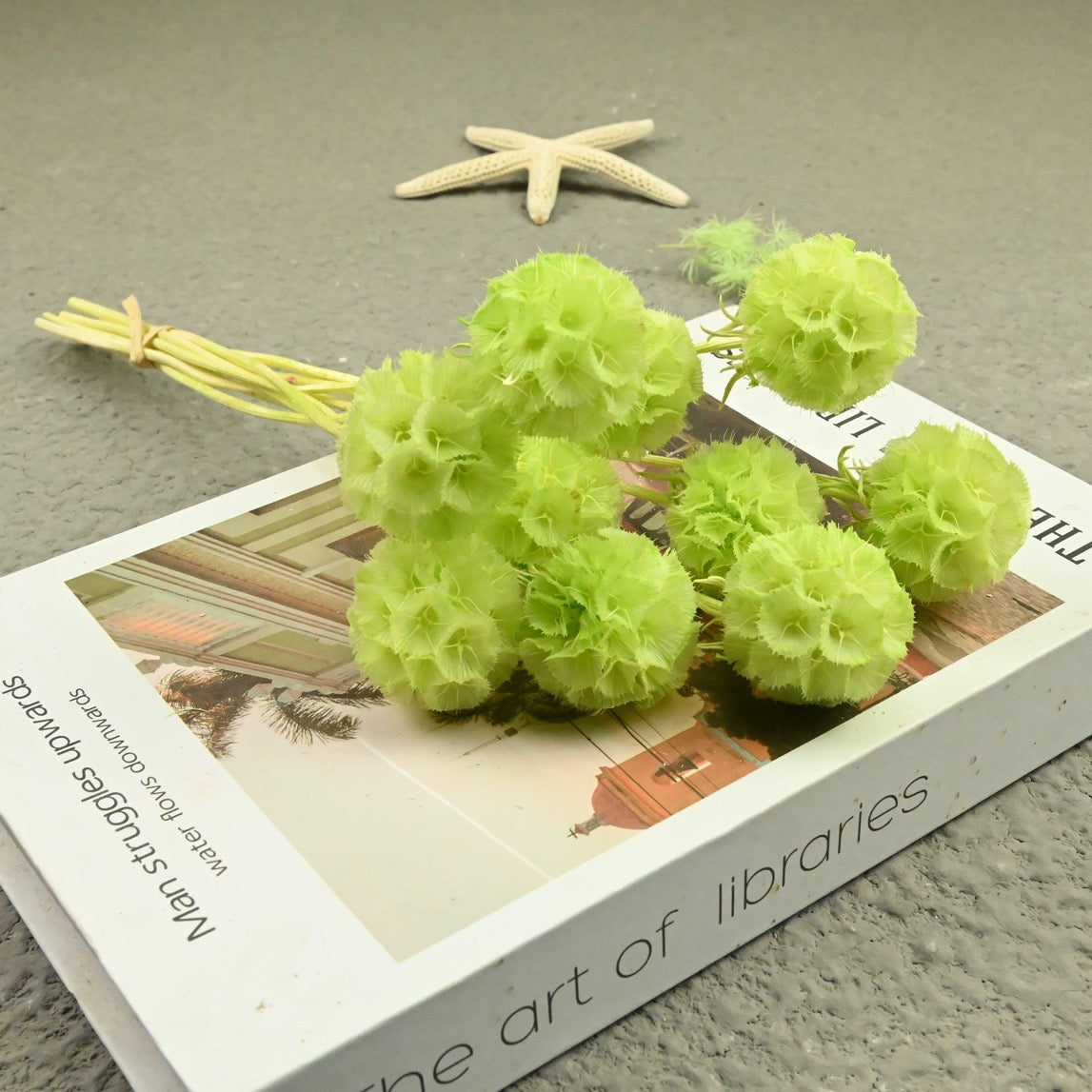 Scabiosa Pods