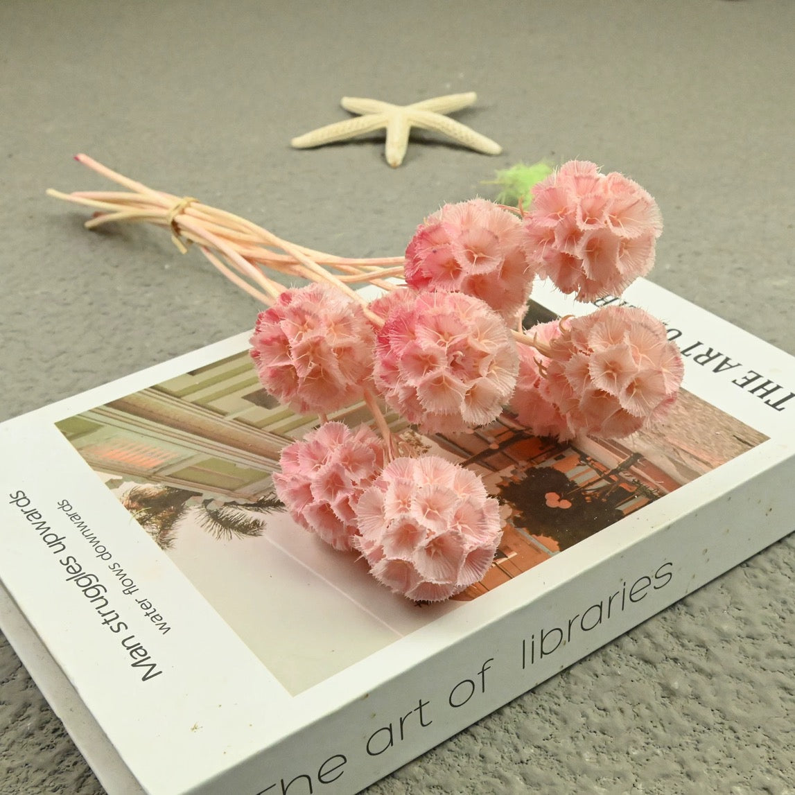 Scabiosa Pods