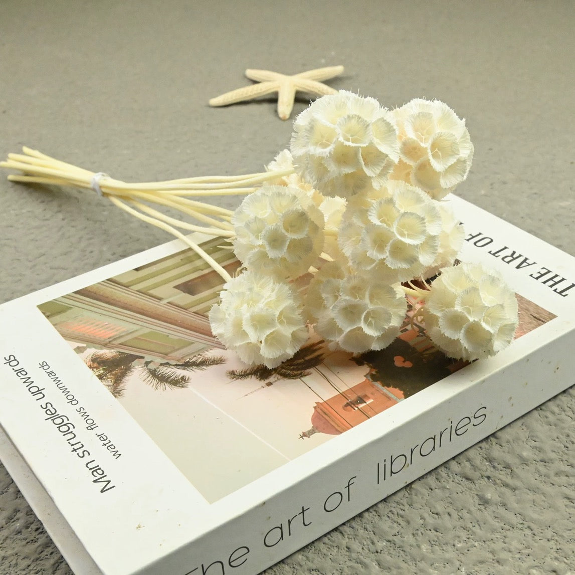 Scabiosa Pods