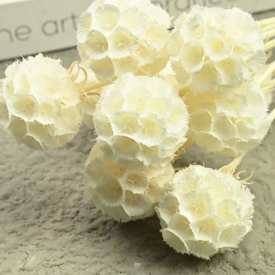 Scabiosa Pods