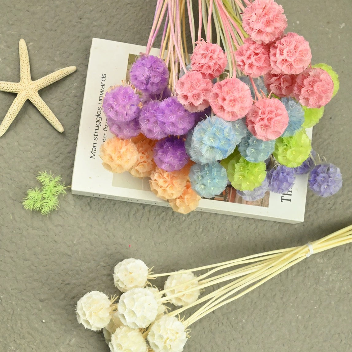 Scabiosa Pods
